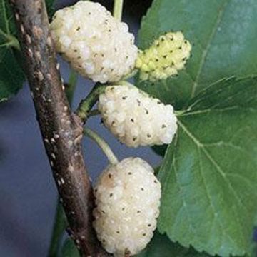 GELSO BIANCO (Morus Alba) - 9FR11-
