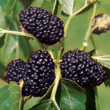 GELSO NERO (morus alba) - 9FR12-