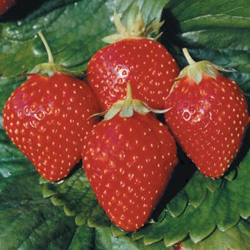 FRAGOLA A RADICE NUDA ANABELLE - 9FR17-