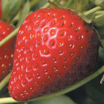 FRAGOLA A RADICE NUDA CHARLOTTE - 9FR21-