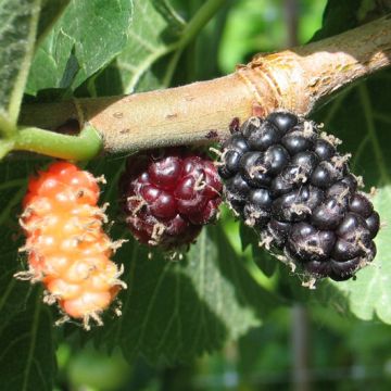 GELSO DELLA REGINA (Morus nigra) - 9FR42-