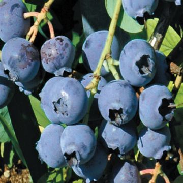 MIRTILLO DUKE Vaccinium Corymbosum - 9FR43-