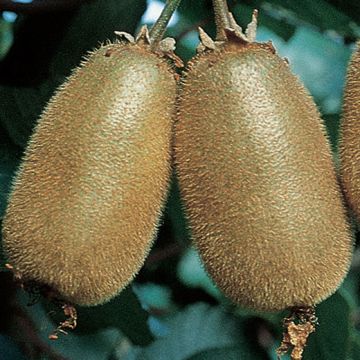KIWI HAYWARD (femmina) - 9FR53-