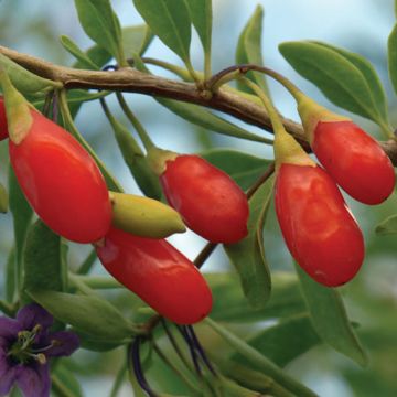 GOJI N1( LYCIUM BARBARUM ) a frutto grosso - 9FA55-