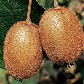KIWI JENNY AUTOFERTILE - 9FR55-