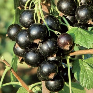 RIBES NOIR DE BOURGOGNE - 9FR58-
