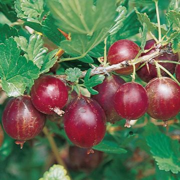 UVA SPINA HINNONMAKI-Rossa - 9FR63-