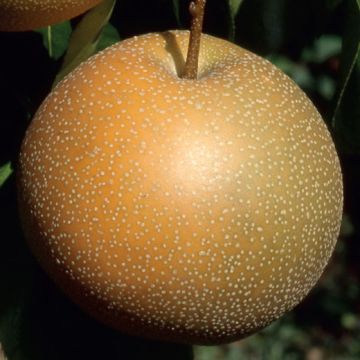 NASHI (Pero giapponese) - 9FR69-