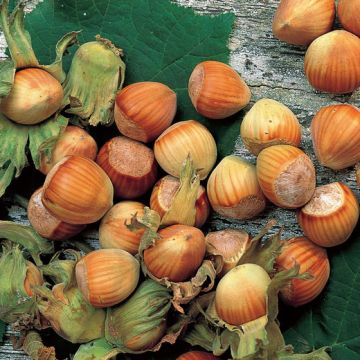 NOCCIOLO TONDA GENTILE DELLE LANGHE - 9FR77-