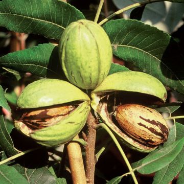 NOCE PECAN (Carya illinoinensis) - 9FR80-