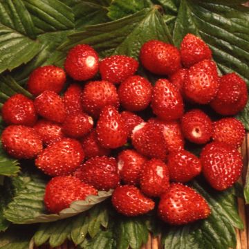 FRAGOLE DI BOSCO IN VASETTO MIGNONETTE - 9FG06-
