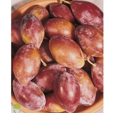 SUSINO DI MONTEPULCIANO Autofertile - 9FS05-