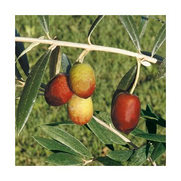 OLIVO MAURINO (Varietà da olio) - 9OL07-