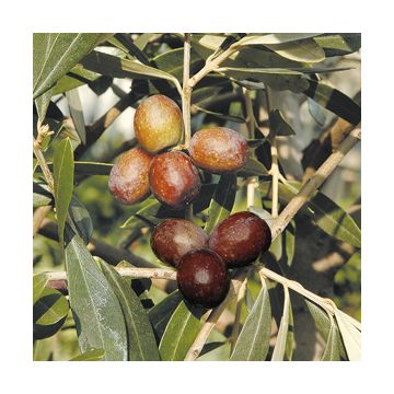 OLIVI MORAIOLO (Varietà da olio) - 9OL08-