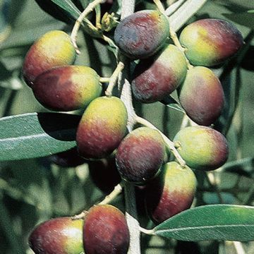 OLIVI LECCINO (Varietà da olio) - 9OL01-