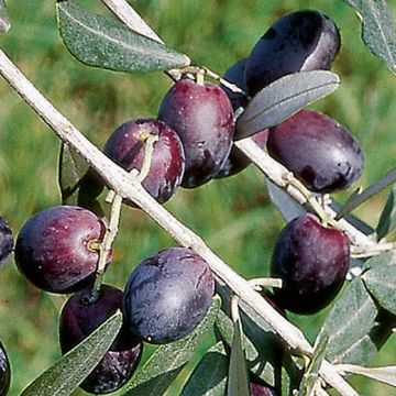 OLIVI PENDOLINO (Varietà da olio) - 9OL03-
