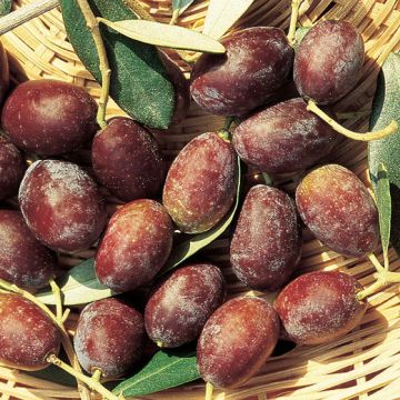 OLIVI FRANTOIO (Varietà da olio) - 9OL05-