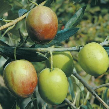 OLIVI ASCOLANA TENERA (Varietà da mensa) - 9OL11-