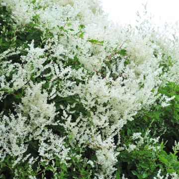 FALLOPIA Baldschuanicum - 8T779-
