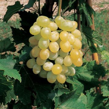 VITE DA TAVOLA MATILDE - 9VT24-