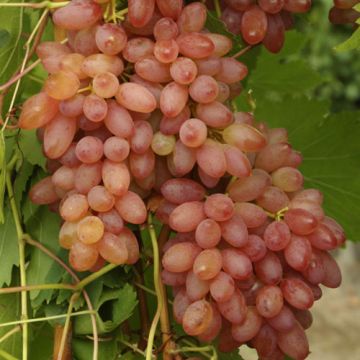VITE DA TAVOLA AMETISTA Argentina (Apirena) - 9VT49-