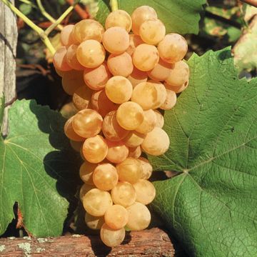 VITE DA TAVOLA FRAGOLA BIANCA DORATA - 9VT02-