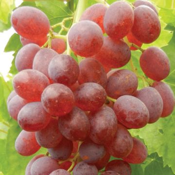 Grappolo di uva Sultanina Rosa, acini rosati e dolci con polpa croccante.