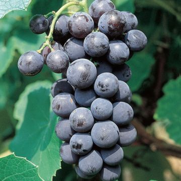 VITE DA TAVOLA FRAGOLA NERA PRECOCE - 9VT10-