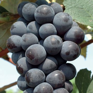 Dettaglio acini jumbo Smeralda fragola nera polpa croccante su tralcio
