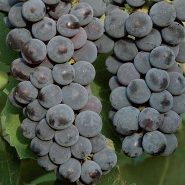 Grappolo uva fragola nera precoce‑media, acini rotondi blu intensi