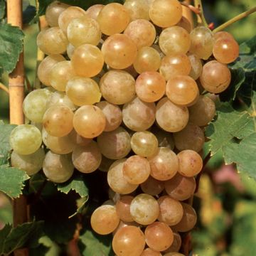 VITE DA TAVOLA LUGLIENGA BIANCA - 9VT22-