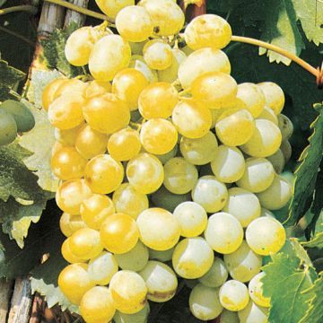 VITE DA TAVOLA MOSCATO DI PANTELLERIA Zibibbo - 9VT30-