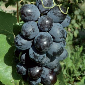 VITE DA TAVOLA PERLON Apirena - 9VT31-