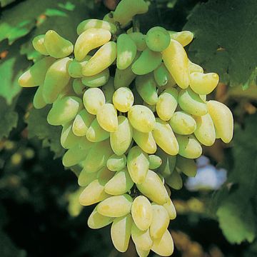 VITE DA TAVOLA PIZZUTELLO BIANCO - 9VT32-