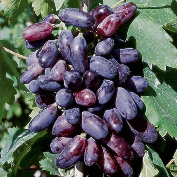VITE DA TAVOLA PIZZUTELLO NERO - 9VT34-