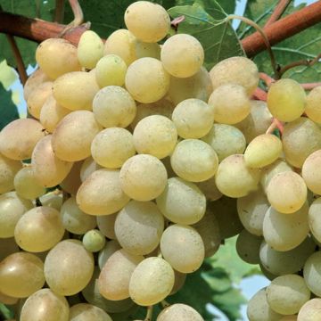 Grappoli uva Sublima Seedless apirena acini verdi senza semi