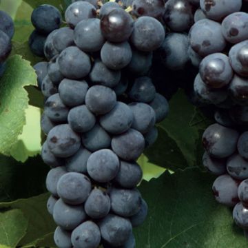 BLUE MUSCAT SAPPHIRE TABLE VINE - 9VT54-