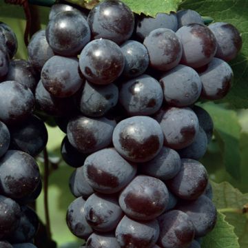 VITE DA TAVOLA AGATA MOSCATO NERO SENZA SEMI - 9VT55-