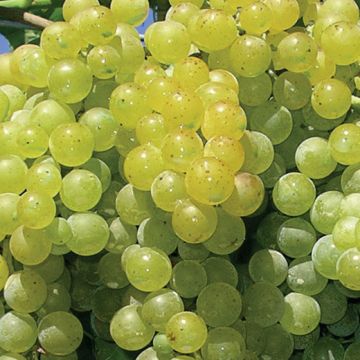 VITE DA TAVOLA CITRINA MOSCATELLO AROMATICO SENZA SEMI - 9VT57-