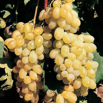 VITE DA TAVOLA REGINA BIANCA Semi apirena - 9VT80-