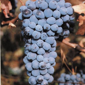 VITE DA VINO ROSSO BARBERA - 9VV01-