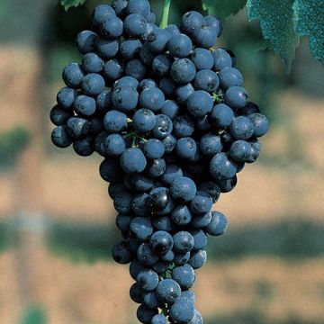 BARBATELLE DA VINO ROSSO BONARDA - 9VV03-