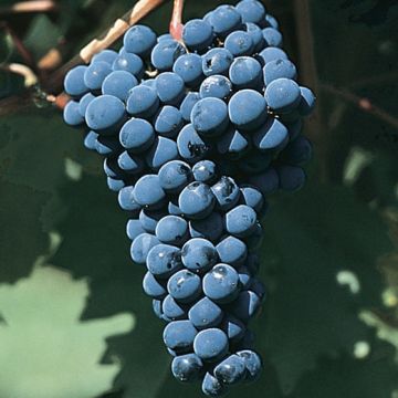 BARBATELLE DA VINO ROSSO CABERNET SAUVIGNON - 9VV06-