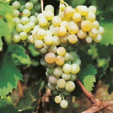 BARBATELLE DA VINO BIANCO CORTESE - 9VV10-