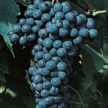 BARBATELLE DA VINO ROSSO SANGIOVESE - 9VV35-