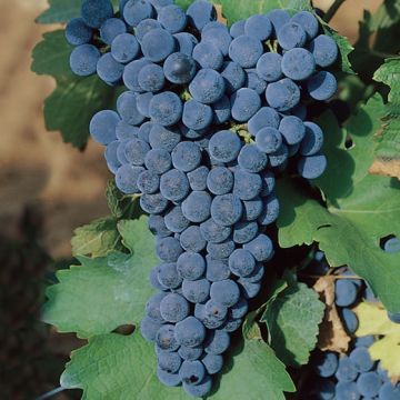 BARBATELLE DA VINO ROSSO ALBAROSSA - 9VV90-