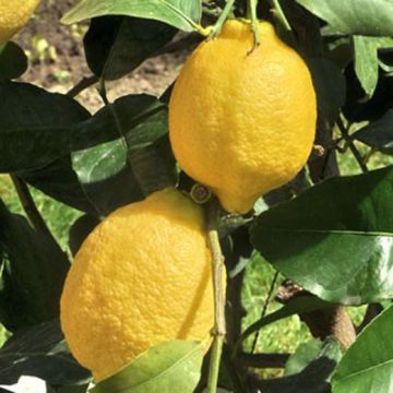 LIMONE MEYER (Citrus meyeri) - 9AG08-