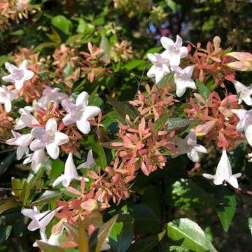 ABELIA GRANDIFLORA NANA - PG886