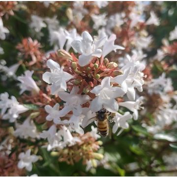 ABELIA GRANDIFLORA - 8V004-