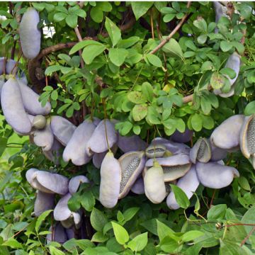 AKEBIA QUINATA - 9FE20-